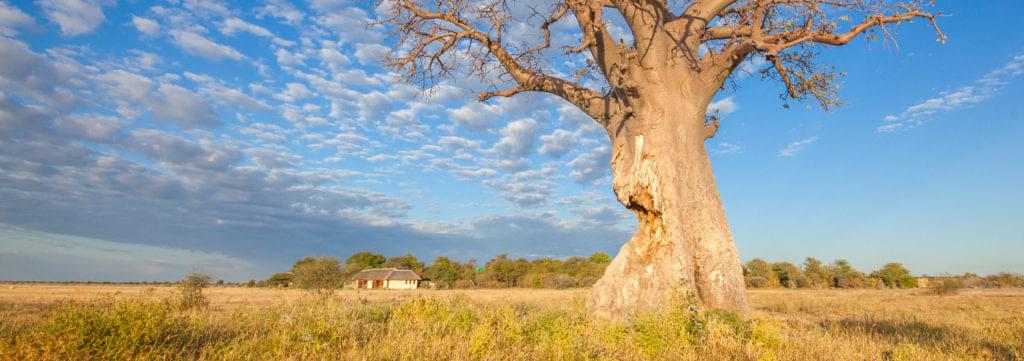 Baobab dans les pans au Botswana