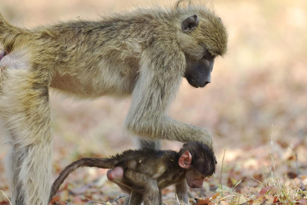 singe et son petit dans la réserve de Moremi au Botswana
