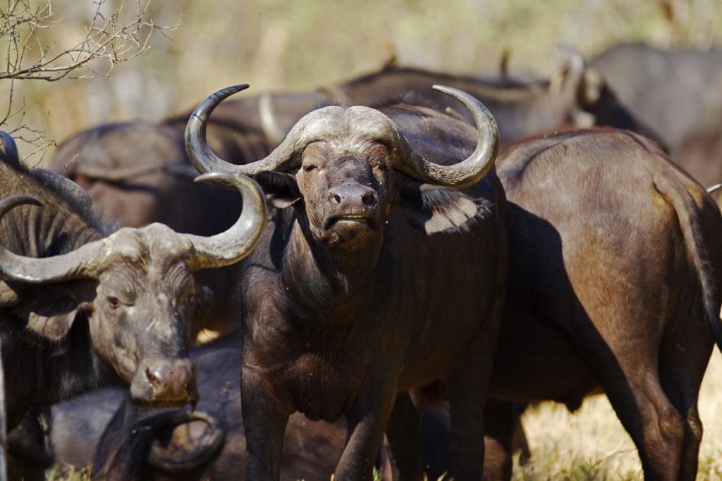 buffles dans la réserve de Moremi au Botswana