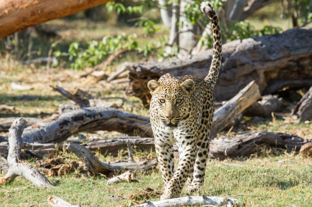 camp Xakanaxa, réserve de Moremi, Botswana