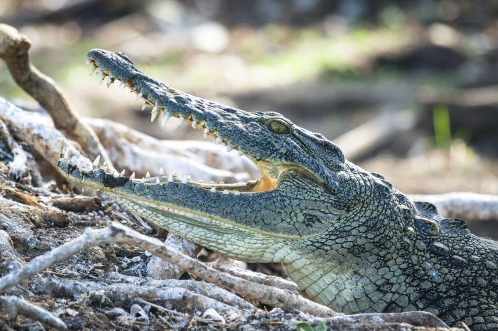 crocodile observé avec le Camp Okavango, delta de l'Okavango, Botswana