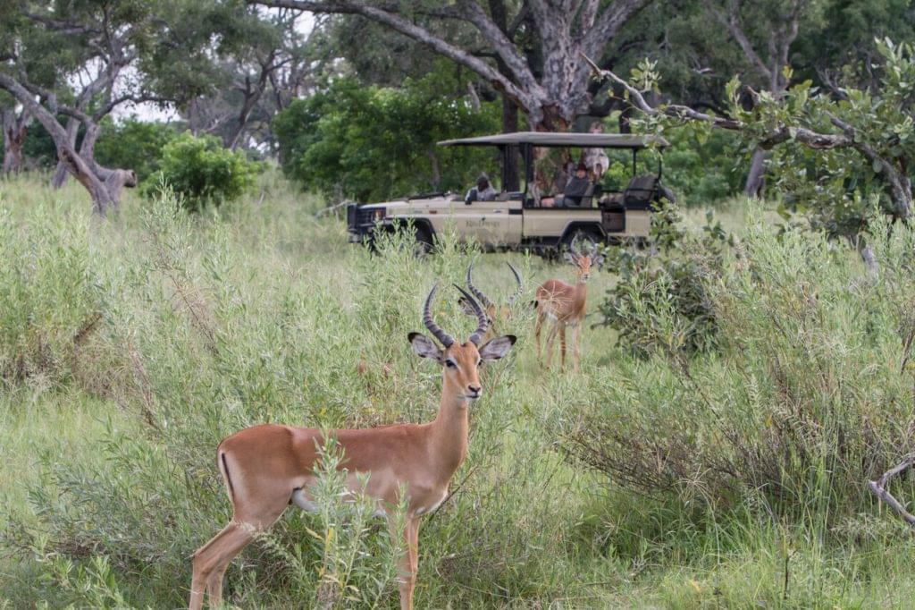 Springbok sur la concession du Kanan Camp dnas le delta de l'Okavango au Botswana