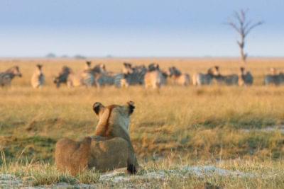 Chobe-Game-Lodge-Game-Viewing-1807_preview