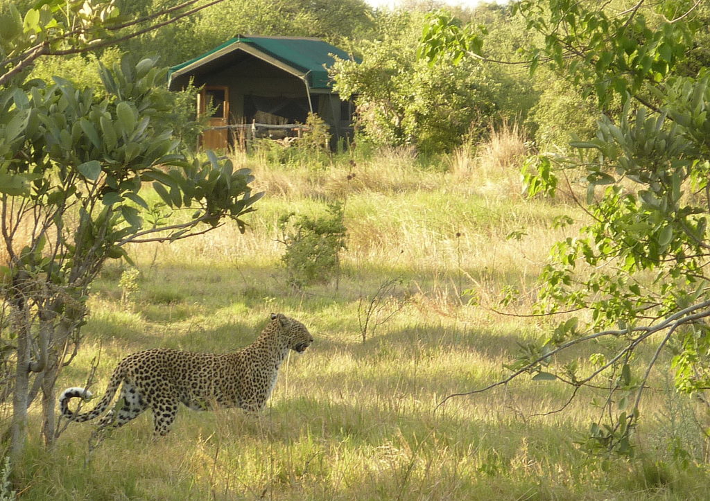 Lépoard non loin du Sango Camp, parc national de Moremi au Botswana