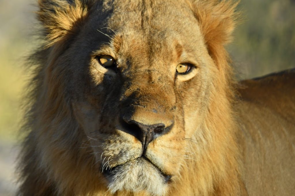 lion parc etosha namibie
