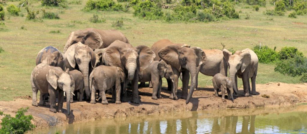 Addo Elephant national park en Afrique du sud