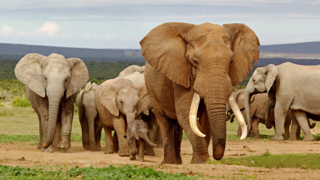 Addo elephant national park en Afrique du Sud