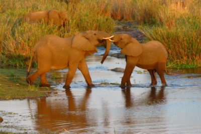 Elephants durant un safari au parc Kruger