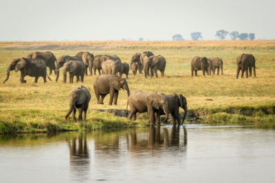 Elephants au bord de la rivière Chobe