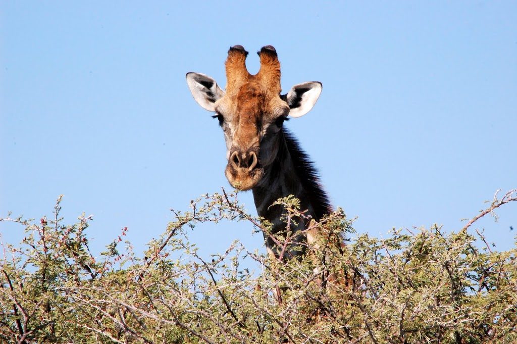 girafe parc