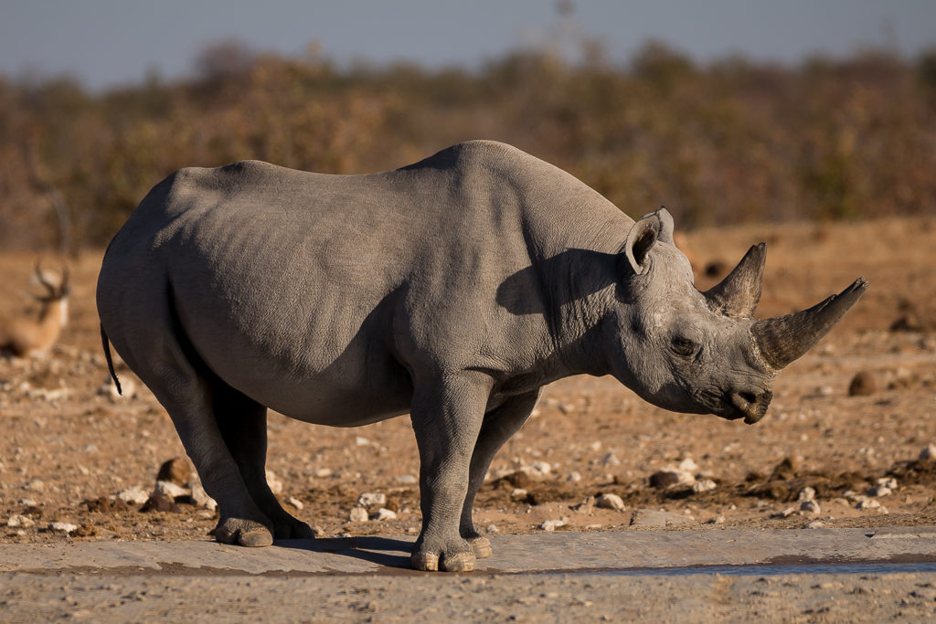 rhinoceros namibie