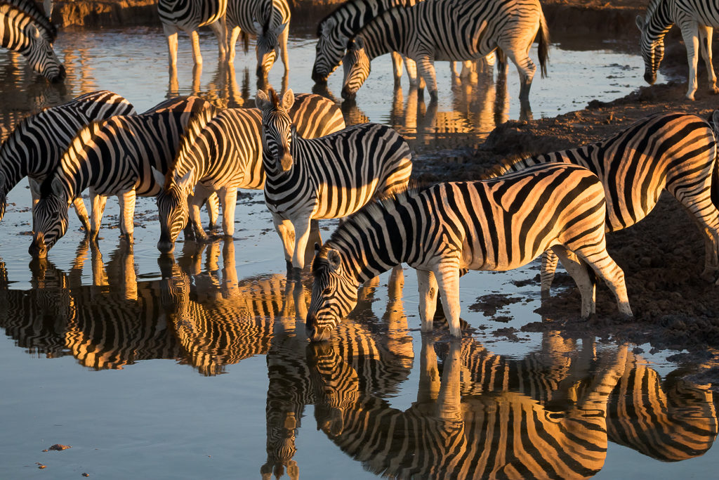 Guide complet : que voir et que faire au parc Etosha ?