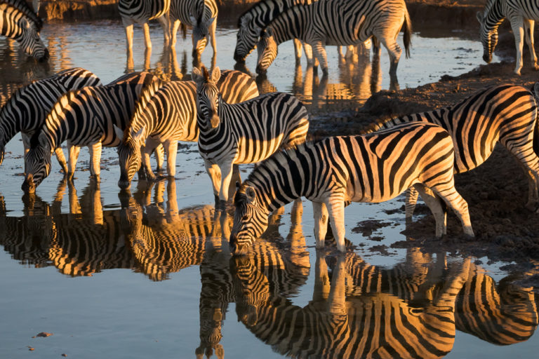 Guide complet : que voir et que faire au parc Etosha ?