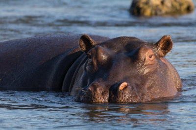 hippopotame afrique