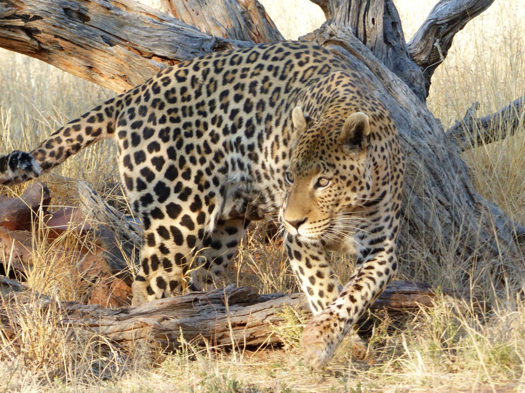 leopard namibie