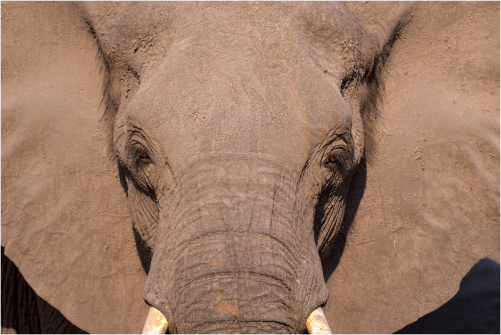 faune namibie