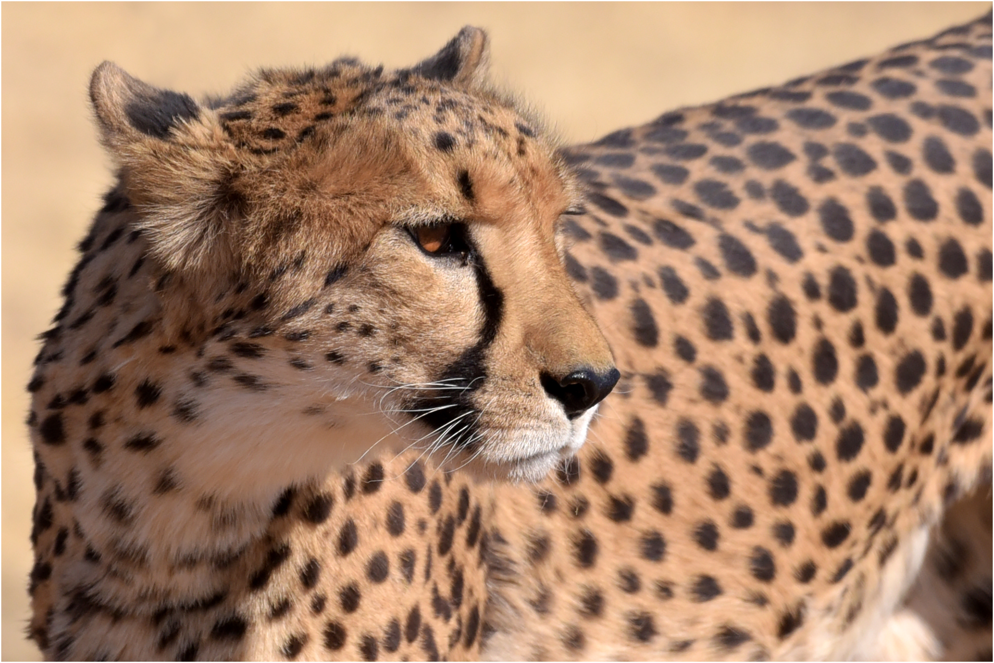 etosha