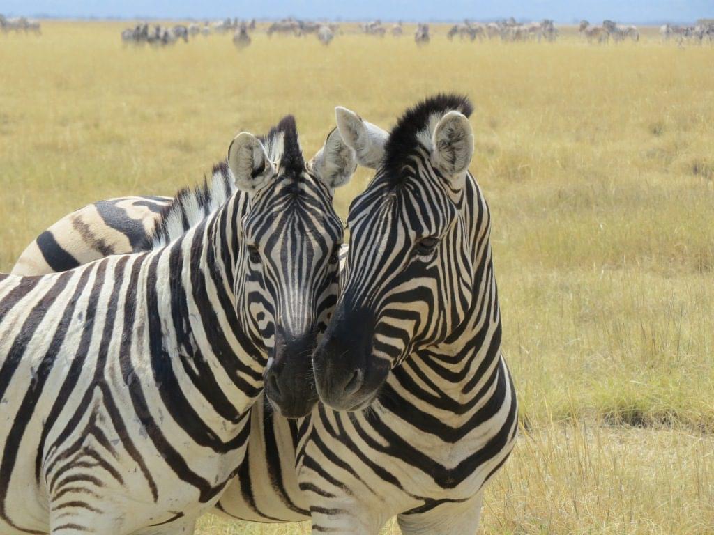 ZEBRA RIVER LODGE