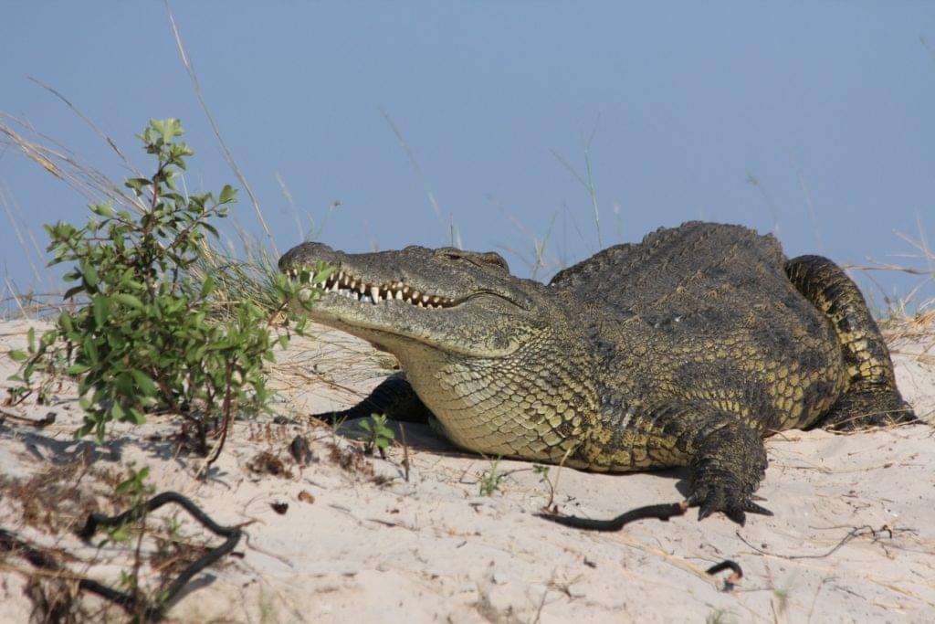 Crocodile dans la Bande de Caprivi