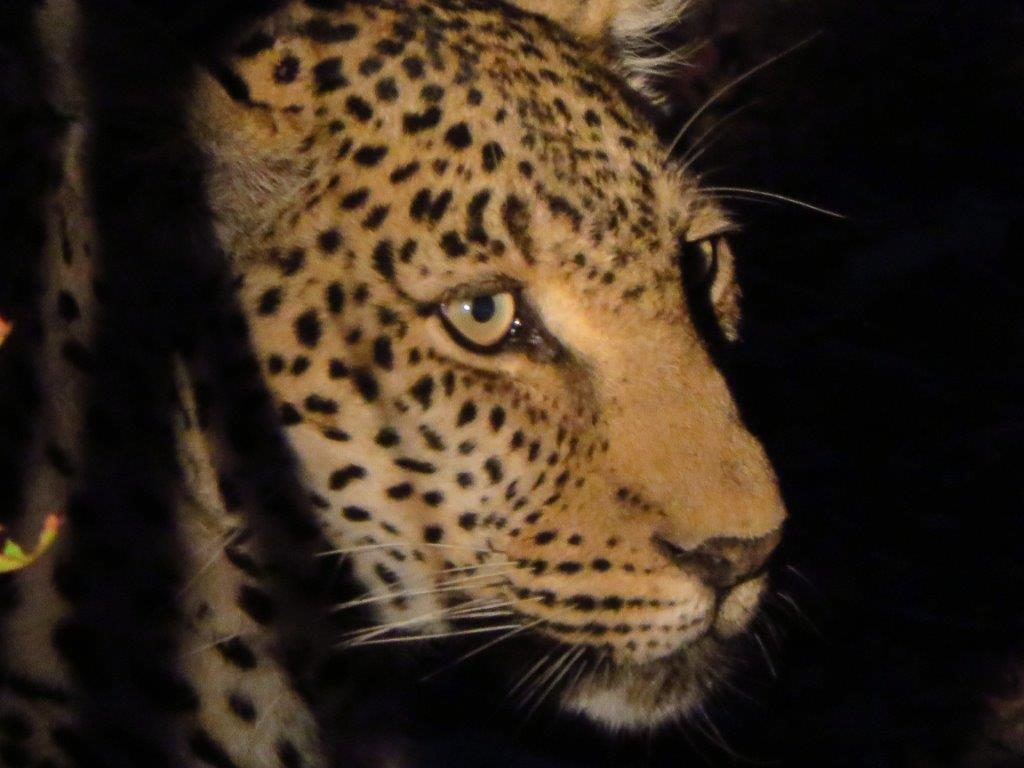 Léopard de nuit au parc Kruger
