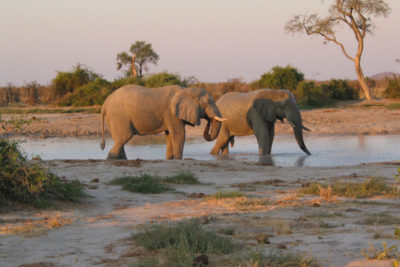 Elephant Kruger Afrique du Sud