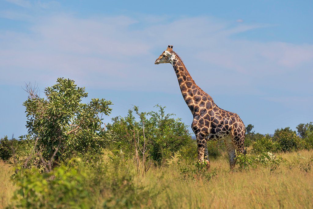 Animaux à Lower Sabie Rest Camp