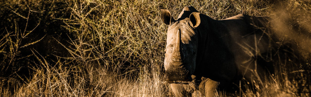 Rhinocéros à Omaanda