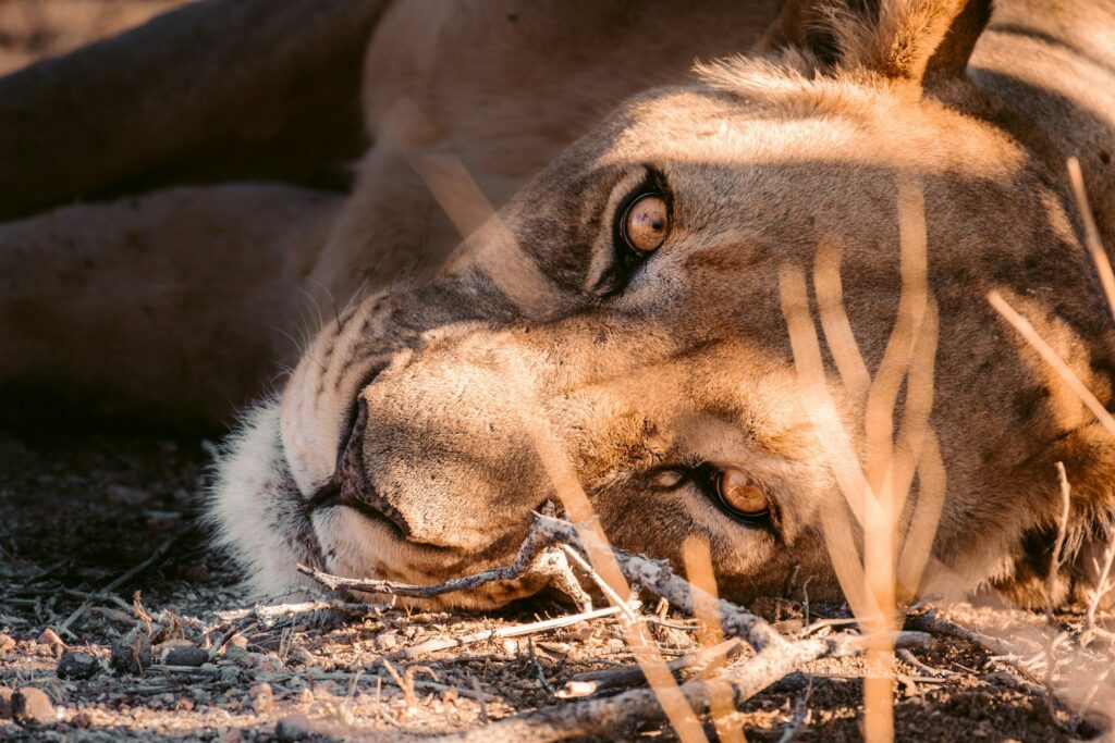 lion_namibie