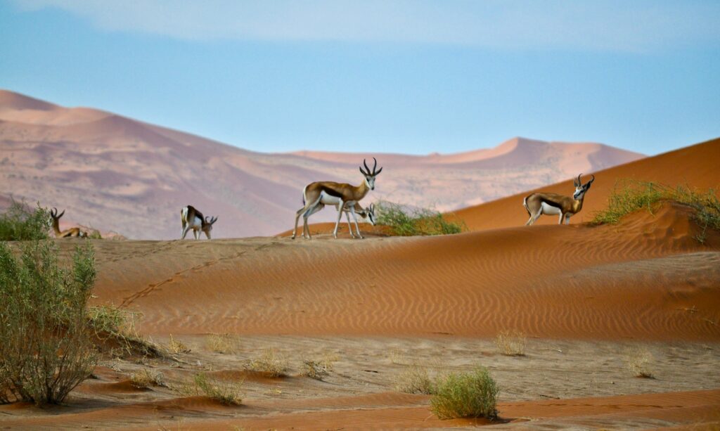 Itinéraire en Namibie : idées de circuits pour 10, 15 ou 21 jours