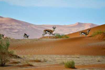namibie_itineraire