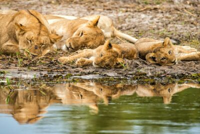 lions_botswana