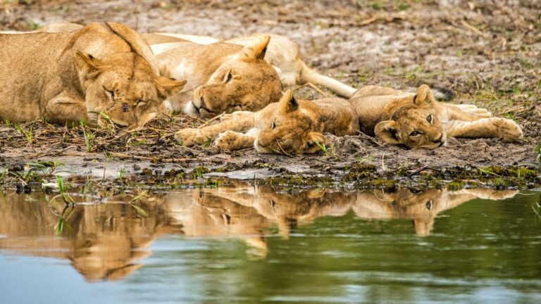 Safari au Botswana et Chutes Victoria – 6 jours