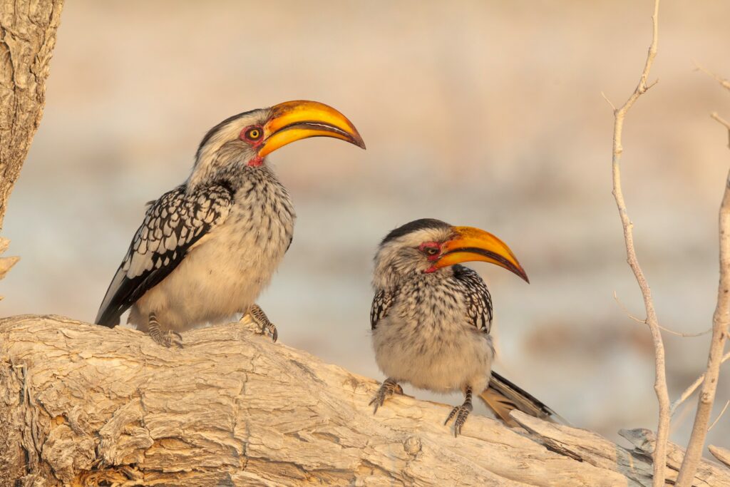 oiseau_namibie