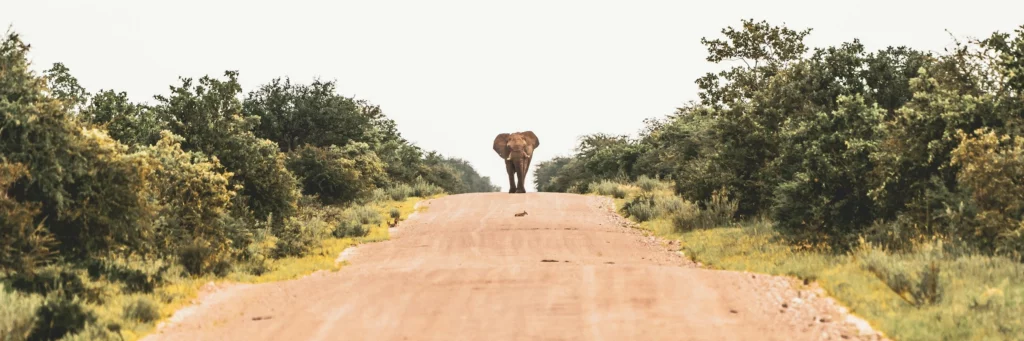 elephants