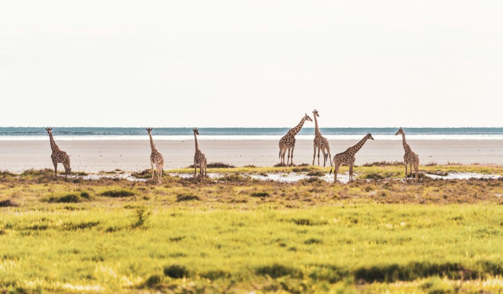 girafes