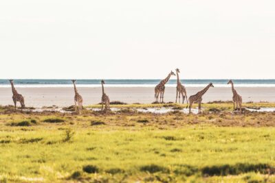 girafes