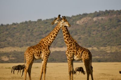safari_en_couple