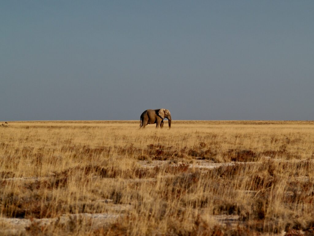 elephant_desert_namibie