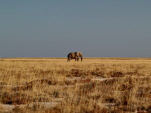 elephant_desert_namibie