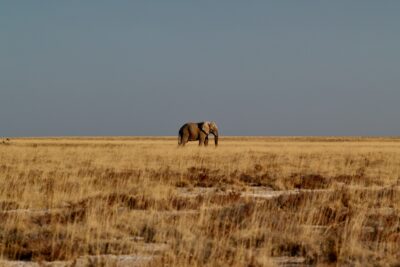 elephant_desert_namibie
