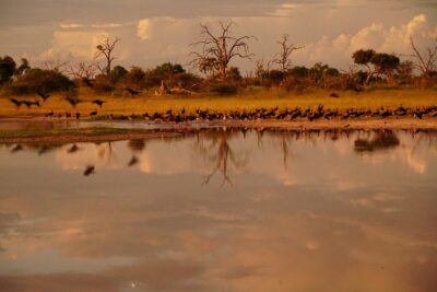 oiseaux_botswana