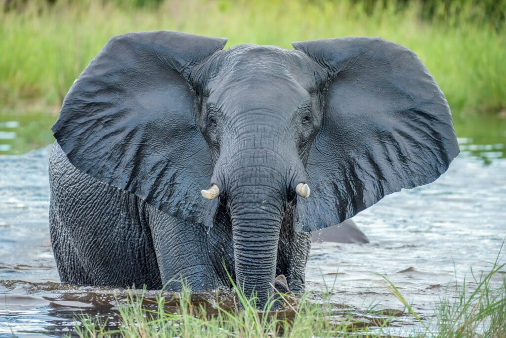 Elephant House