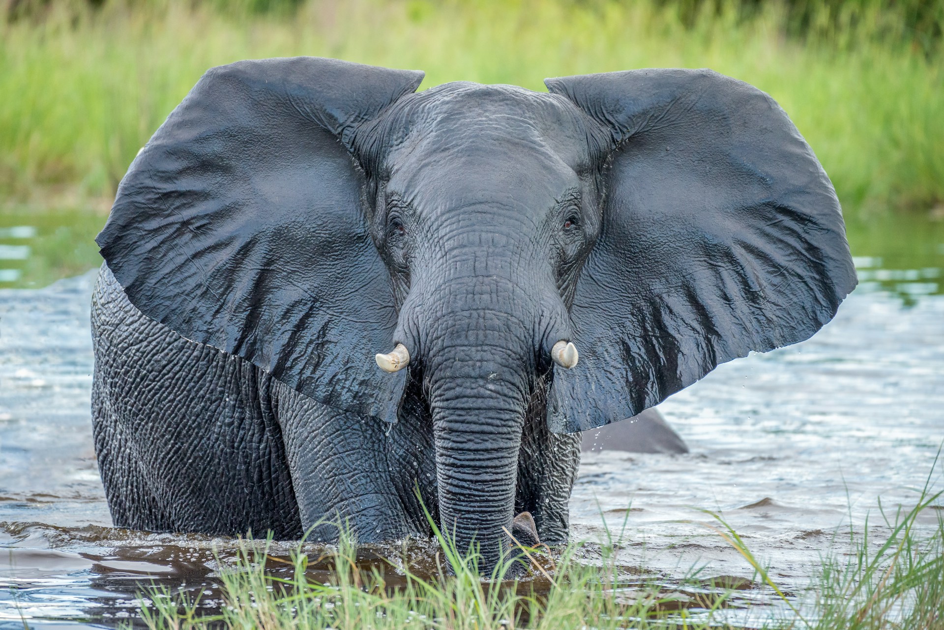 Chobe