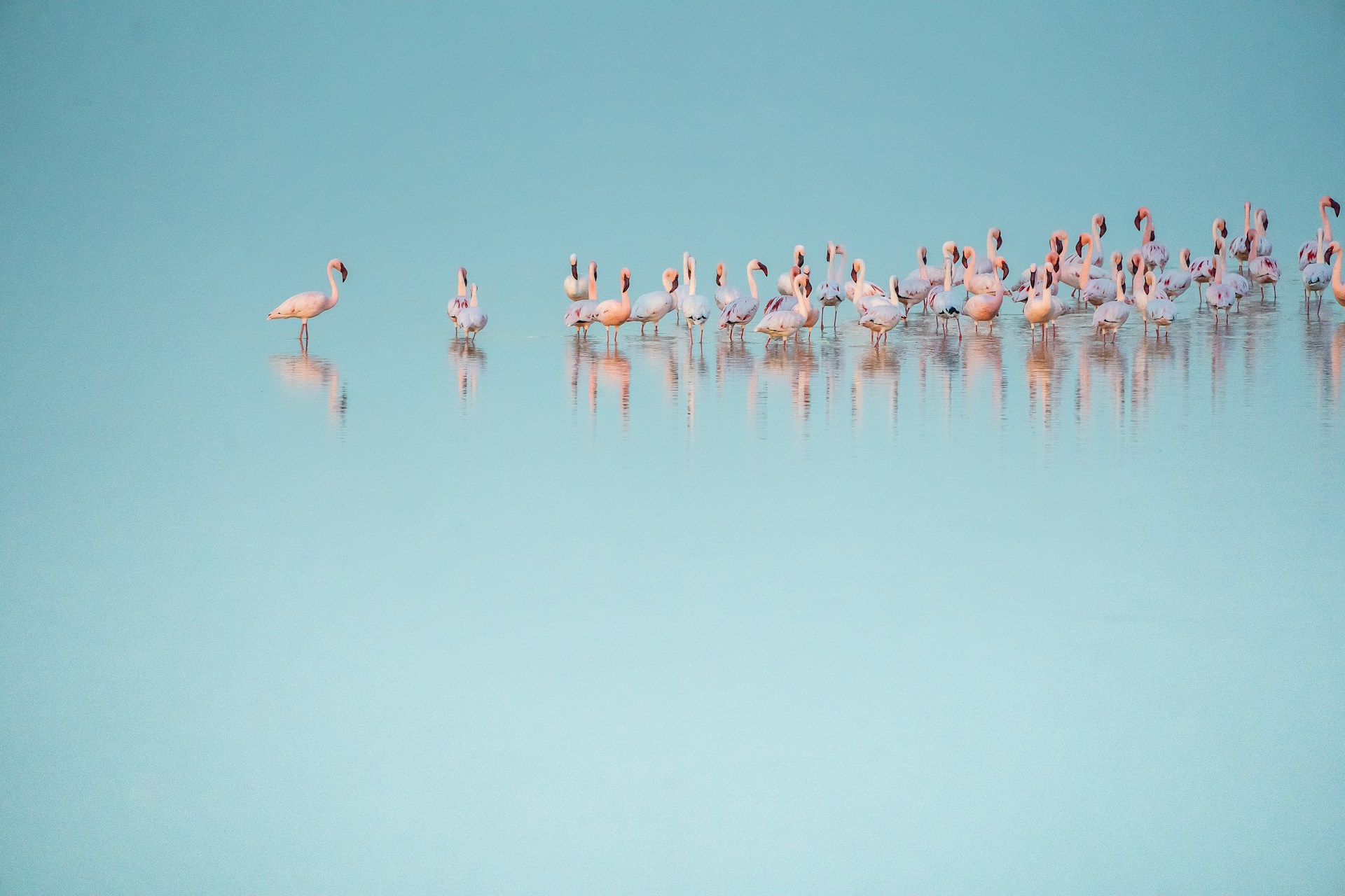 Flamants roses en Namibie
