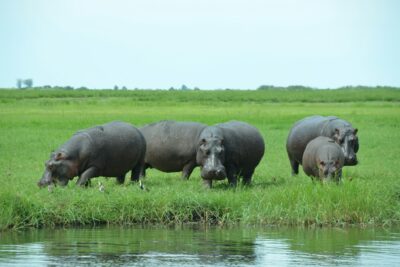 hippo_namibie