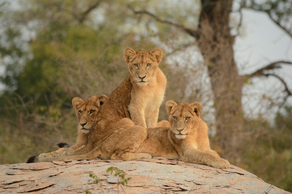 Du Parc Kruger aux Chutes Victoria