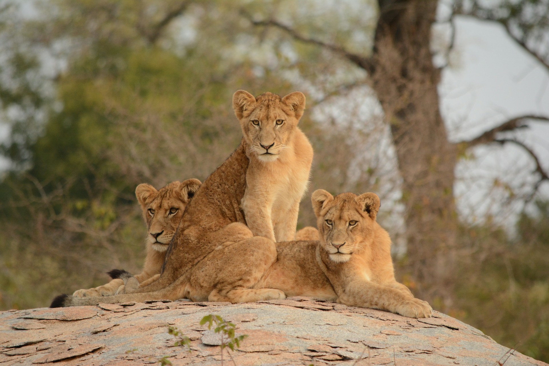 En famille