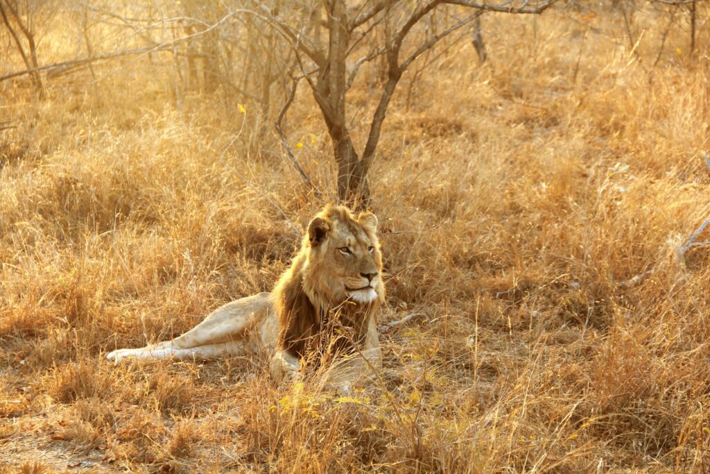 Entre Savane et Océan