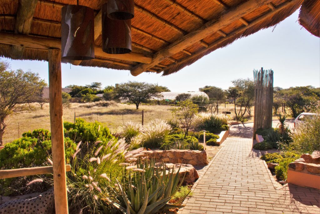 cheetah view