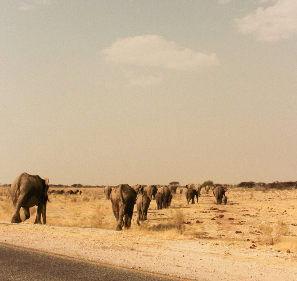 Elephant House